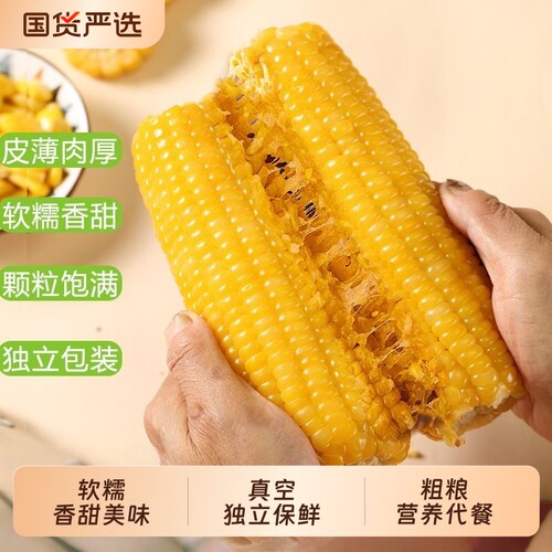 新品东北黄糯玉米真空包装新鲜美味可口粘苞米软糯香甜营养代餐