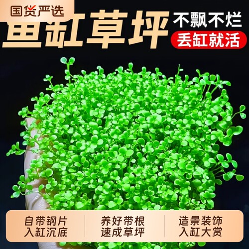 爬地矮珍珠水草鱼缸普坪造景专用