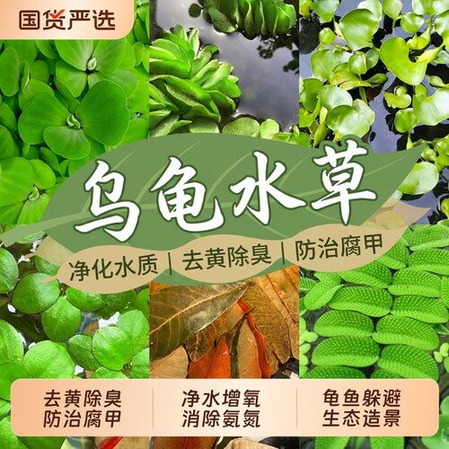 菖蒲龟缸造景水草|超4000次加购
