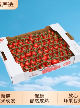 柿一家串收樱桃番茄1.5kg新鲜水果千禧圣女果小西红柿绿色一颗