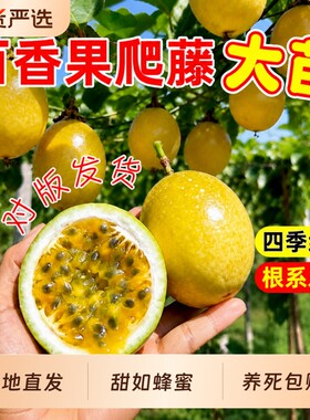 正宗嫁接黄金百香果苗纯甜百香果树苗爬藤四季种植庭院地栽紫香