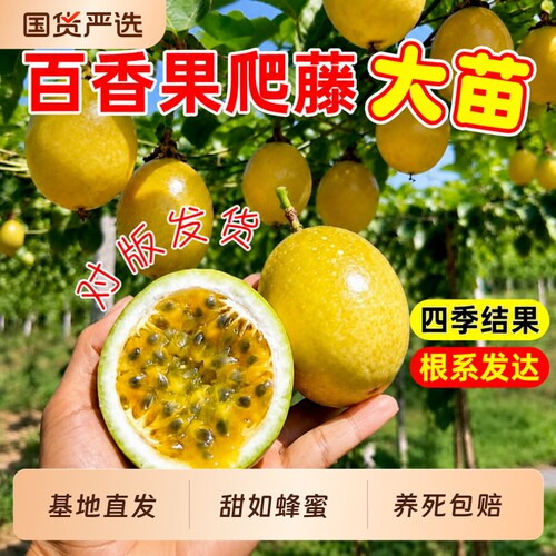 正宗嫁接黄金百香果苗纯甜百香果树苗爬藤四季种植庭院地栽紫香