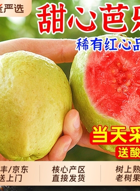 福建漳州芭乐红心新鲜水果5斤当季软糯胭脂红巴乐鸡屎果番石榴