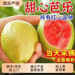 福建漳州芭乐红心新鲜水果5斤当季 软糯胭脂红巴乐鸡屎果番石榴