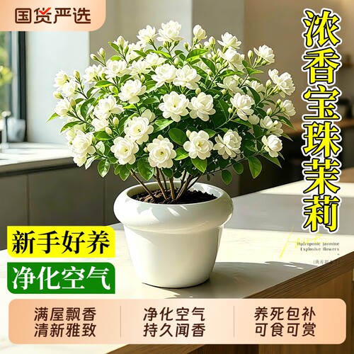 宝珠茉莉花盆栽重瓣大花独杆圆叶老桩室内花卉绿植懒人适合养的花