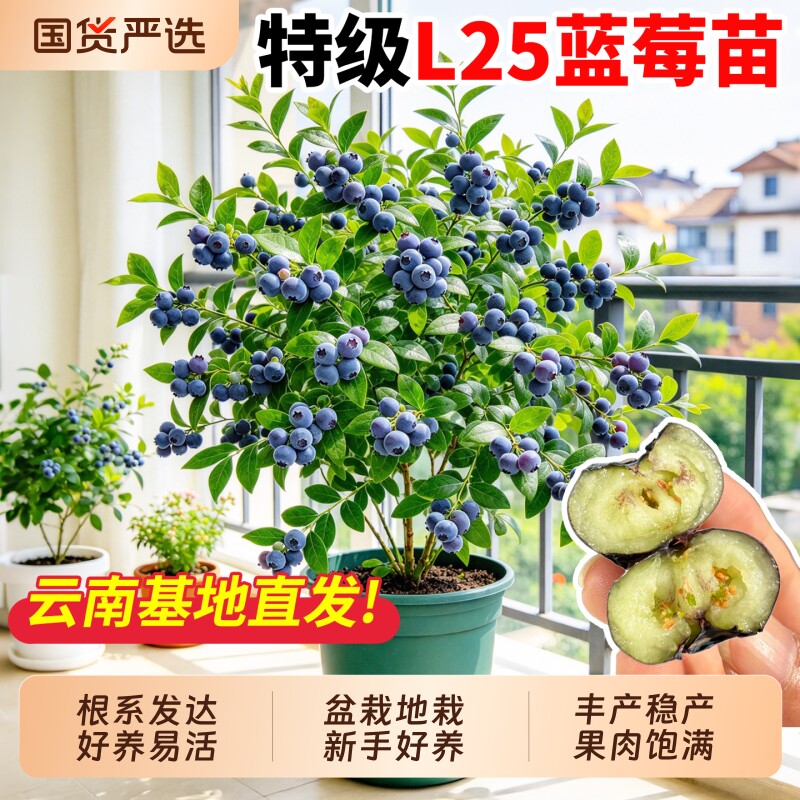 蓝莓树果苗盆栽大苗带果子南北方种植庭院阳台地栽果树苗花香发货