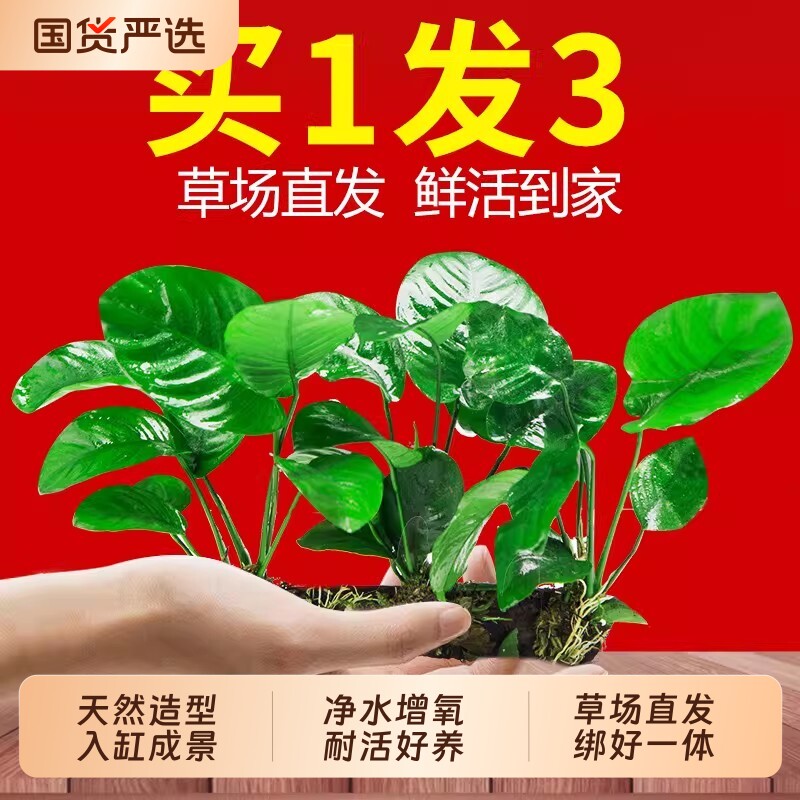 水榕水草沉木植物鱼缸造景阴性真草装饰懒人养鱼虾躲避屋大叶水质