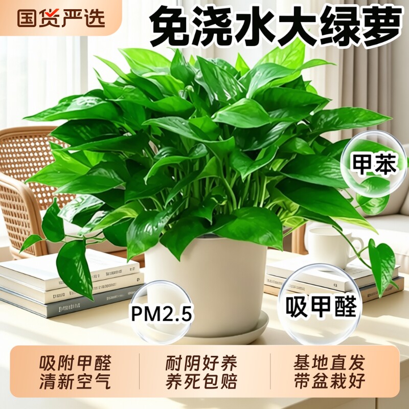 绿箩植物室内吸甲醛长藤大叶绿萝盆栽新房除甲醛净化空气好养垂吊