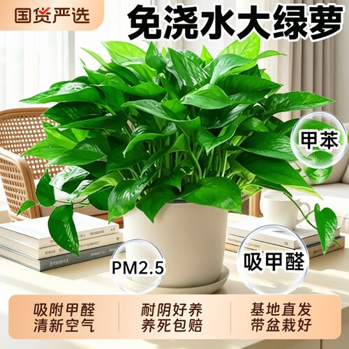 大叶水培绿萝盆栽室内好养净化