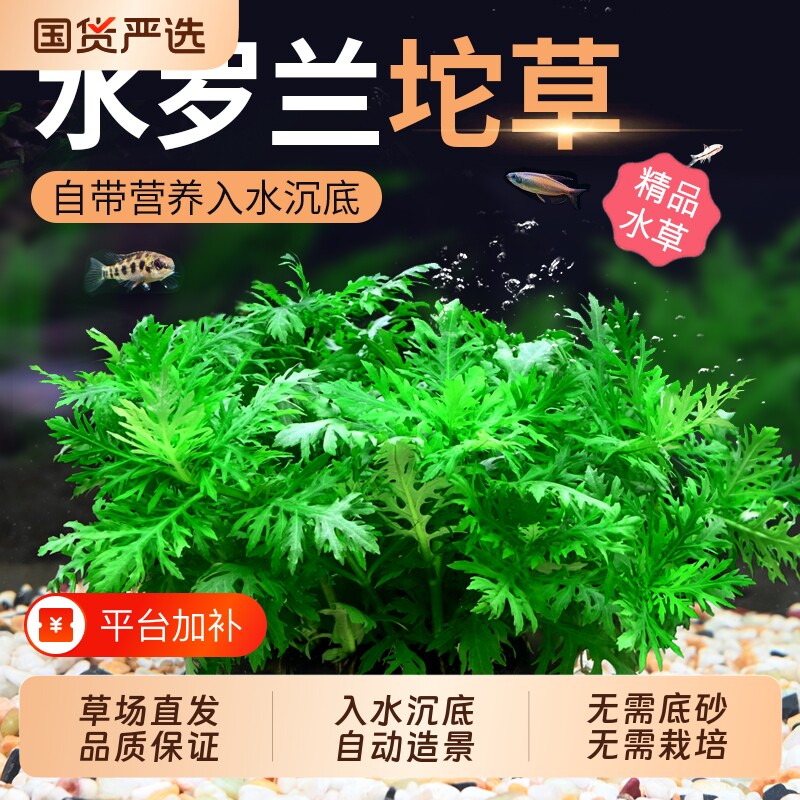 水罗兰坨草大坨水草植物鱼缸造景阴性增氧净水中后景新手淡水培草