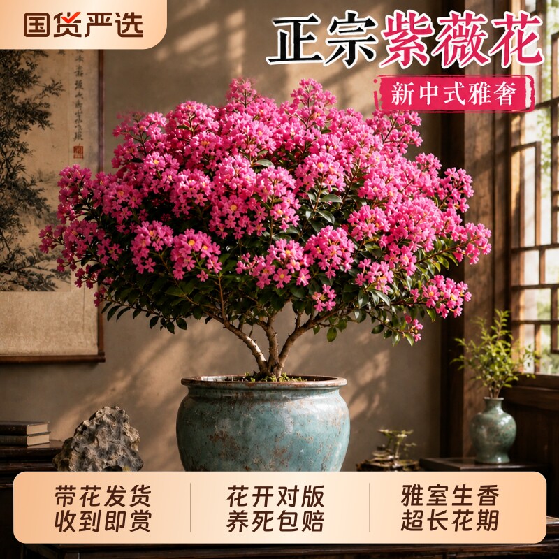 【带花发货】正宗紫薇盆栽