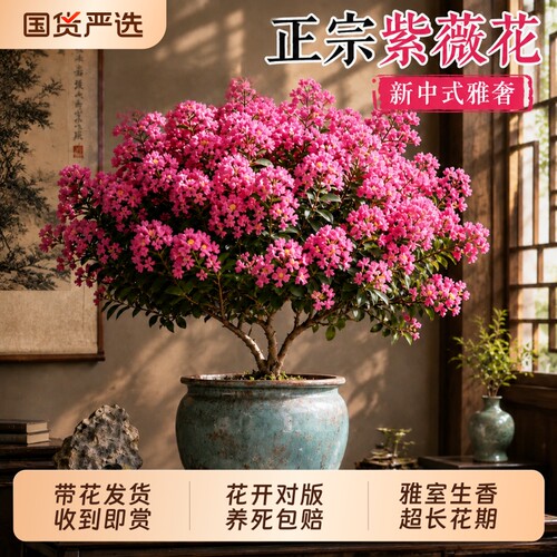 【带花发货】正宗紫薇盆栽