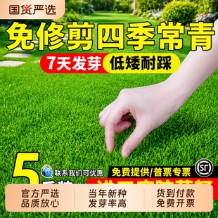 草坪草籽四季常青矮生庭院地毯草护坡狗牙根绿化马尼拉黑麦草种子