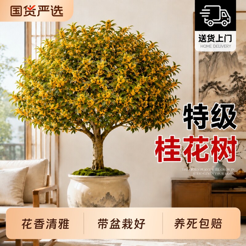 桂花树大盆栽四季桂庭院客厅室内绿植浓香型花卉大型老桩树苗盆景图片