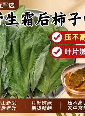 新货柿子叶茶中药材正品霜后干柿子叶降血泡水喝压茶官方旗舰店