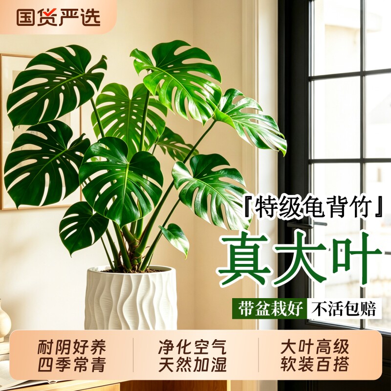 特级龟背竹，客厅好物推荐图片