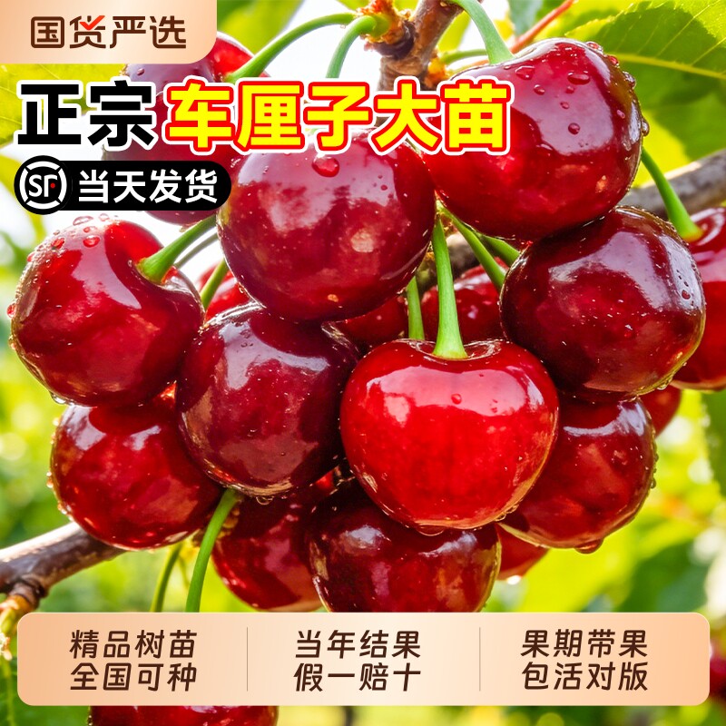 正宗车厘子树苗大樱桃果树果苗嫁接矮化盆栽水果树南方北种植阳台