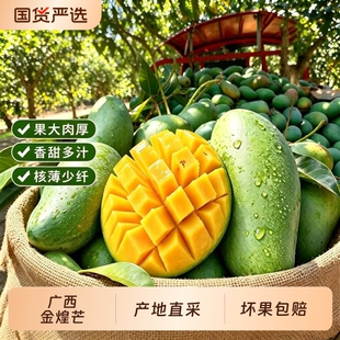 广西百色青皮金煌芒净重4.5斤