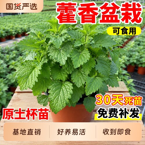 藿香盆栽苗可食用植物阳台四季种地栽五香叶鱼香草绿植种植老桩