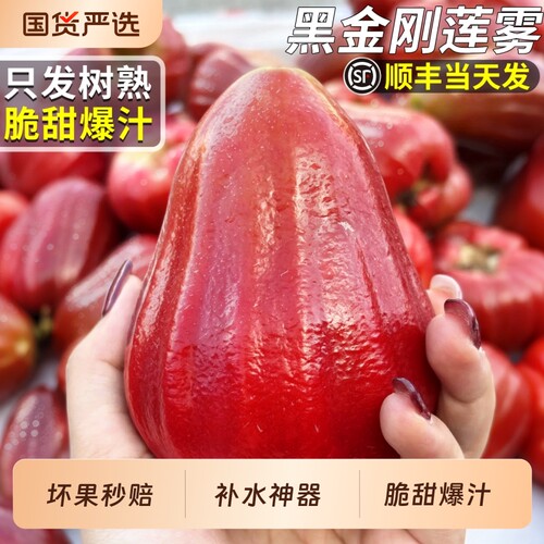 【只发树上熟】正宗黑金刚莲雾