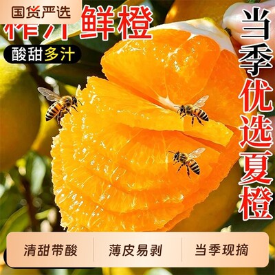 正宗秭归夏橙当季水果脐橙榨汁橙子甜橙产地整箱包邮新鲜现摘大果