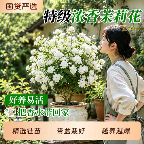 特级茉莉花老桩盆栽四季开花带花