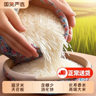 正宗象牙香米寿乡猫牙米旗舰店超长2025年新米丝苗米上林贵族长粒