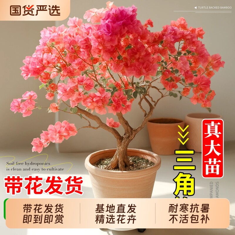 造型三角梅重瓣盆栽带花苞老桩特大四季花卉梅花树苗阳台庭院爬藤