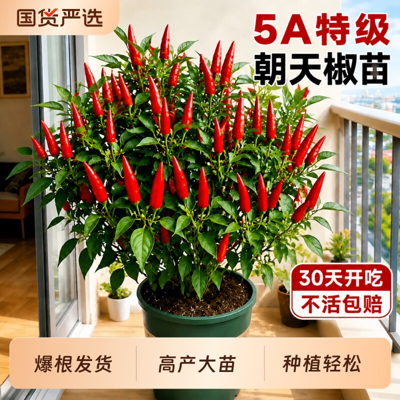 辣椒苗朝天椒秧苗四季高产盆栽指天椒小米辣椒辣椒蔬菜苗种籽种苗图片