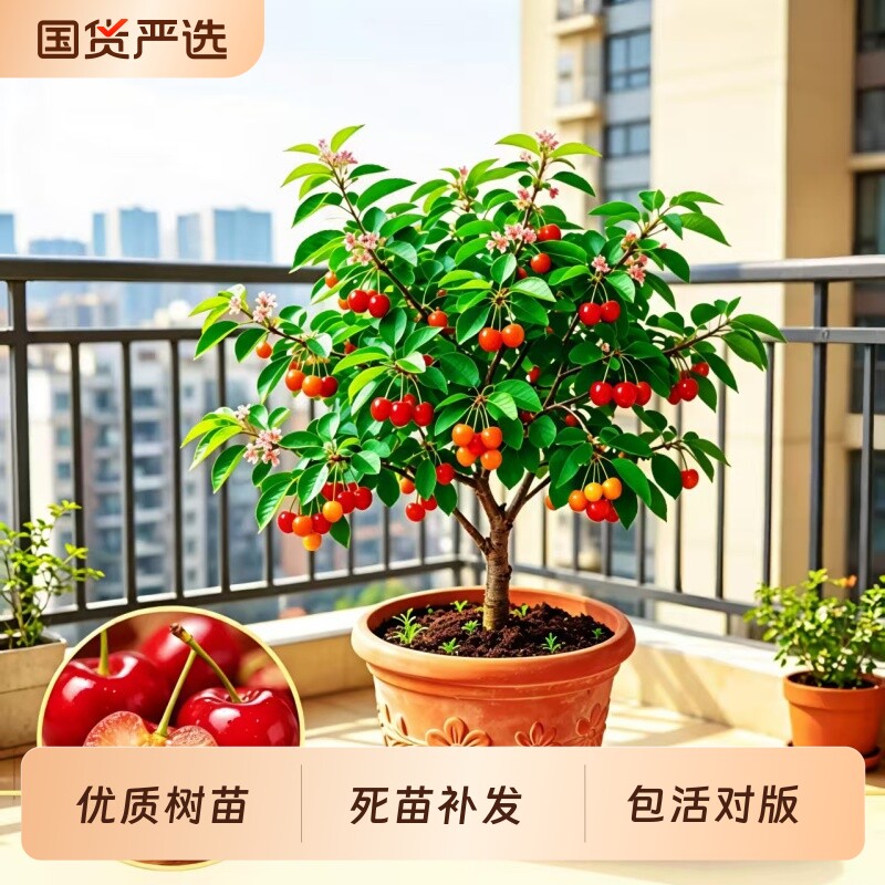 樱桃树大樱桃苗中华土樱桃苗红妃果苗盆栽庭院四季种植当年结果苗