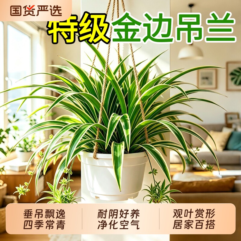 金边吊兰盆栽办公室内客厅桌面花卉植物净化空气绿植懒人四季好养