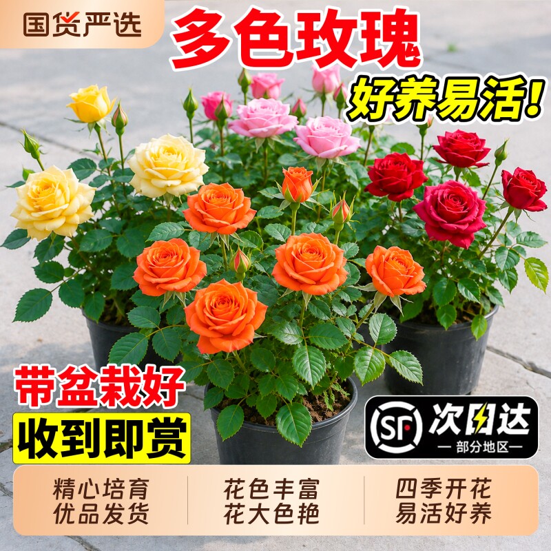多色嫁接玫瑰花盆栽带花苞阳台室内月季花苗耐寒好养四季开花树苗图片