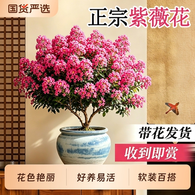 紫薇花盆栽四季开花满室飘香