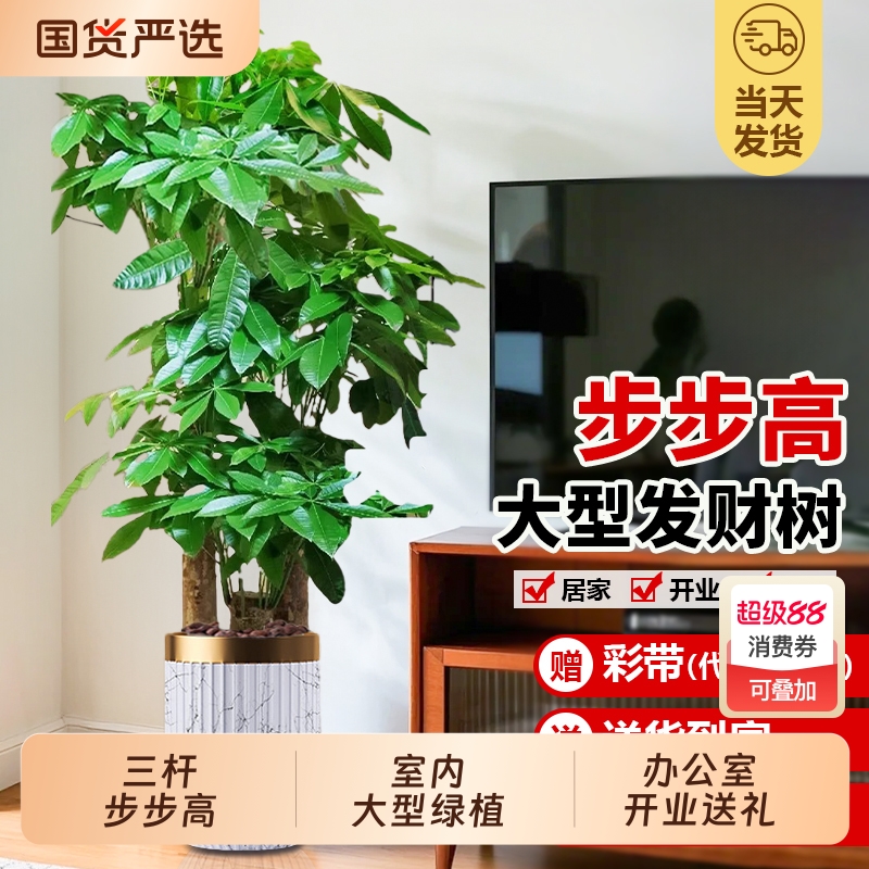 发财树三杆步步高客厅大盆栽室内仿生大型绿植乔迁新居办公室送礼
