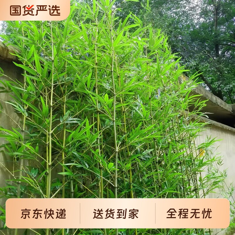仿真竹子室外装饰假竹子植物造景仿生户外绿植隔断挡墙室内