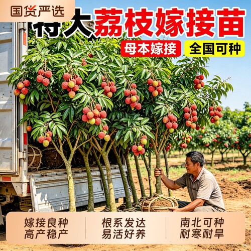 嫁接荔枝树苗带土盆栽