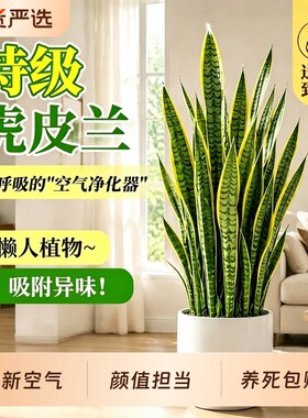 金边虎皮兰绿植客厅沙发