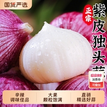 云南紫皮独头蒜新鲜蒜头新蒜米5斤独蒜干蒜湿大蒜头批发农家自提