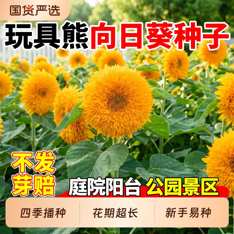 玩具熊向日葵种子矮黄色重瓣多头观赏葵花籽庭院盆栽播种花种国货