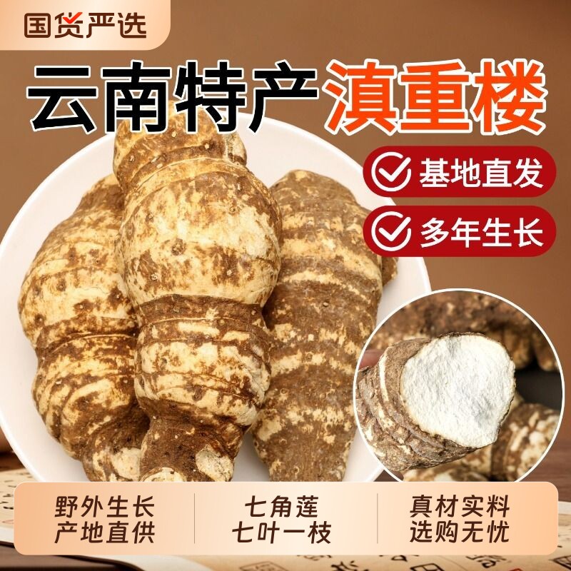 深山采挖完整个大泡酒炖汤图片