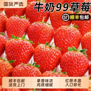 正宗新鲜草莓奶油草莓5斤孕妇水果整箱九九红颜草莓当季顺丰包邮