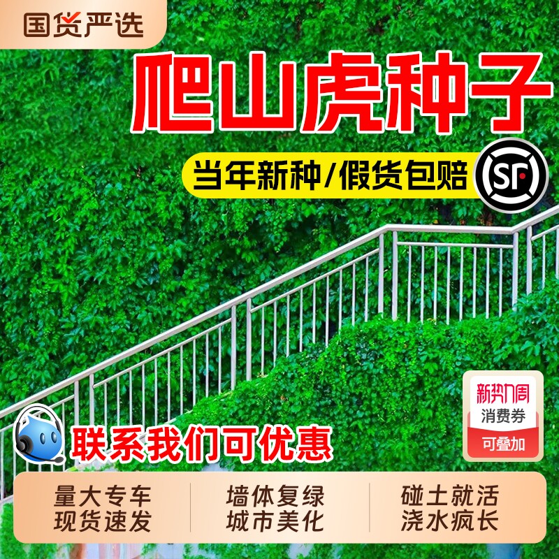 爬山虎种子速生爬藤植物护坡固土四季爬墙虎种籽三叶五叶复绿草籽