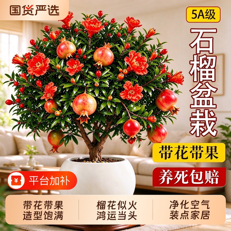石榴花盆栽带果观赏果树苗室内阳台盆景多季开花庭院植物花卉好养
