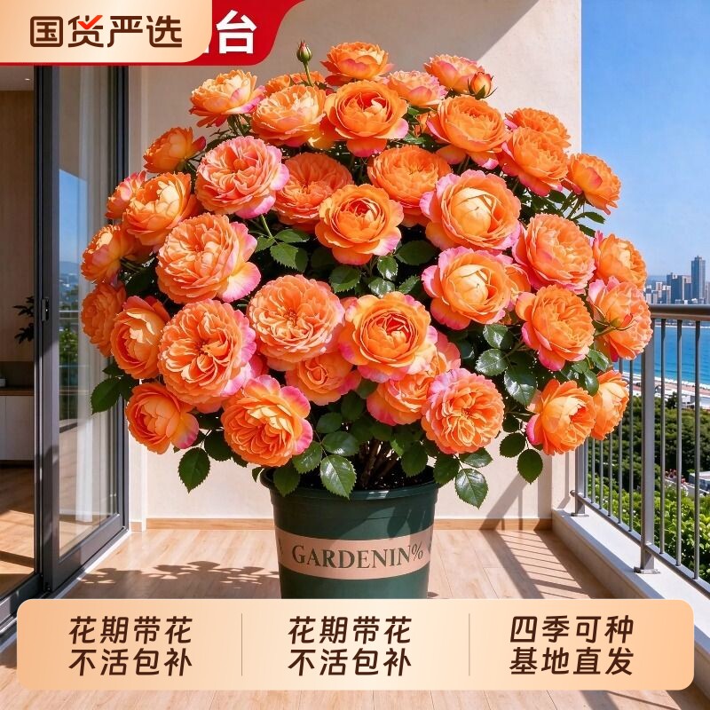 果汁阳台月季盆栽特大花苗四季花卉带花苞阳台植物多头玫瑰蔷薇花