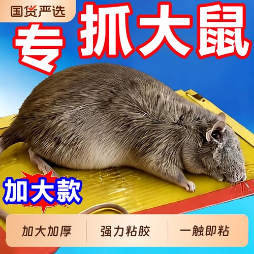 超强力粘鼠板大老鼠贴捕鼠神器老鼠克星透明隐形大号家用灭黏粘鼠