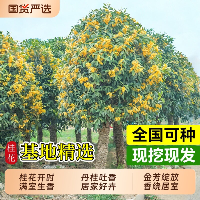 桂花树苗大四季老桩庭院开花植物图片