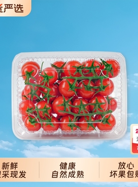 柿一家串收樱桃番茄新鲜水果千禧圣女果小西红柿绿色健康