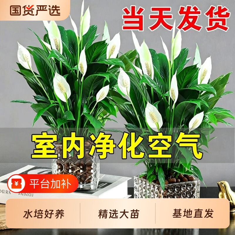 白掌盆栽净化空气水培植物绿萝箩花卉绿植红掌吸除室内甲醛发财树