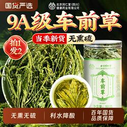 北京同仁堂信盛堂车前草野生中药尿降酸泡水喝干货官方旗舰店正品