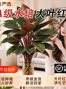 红钻大叶水培植物盆栽金钻室内客厅桌面办公室水养绿植四季好养活